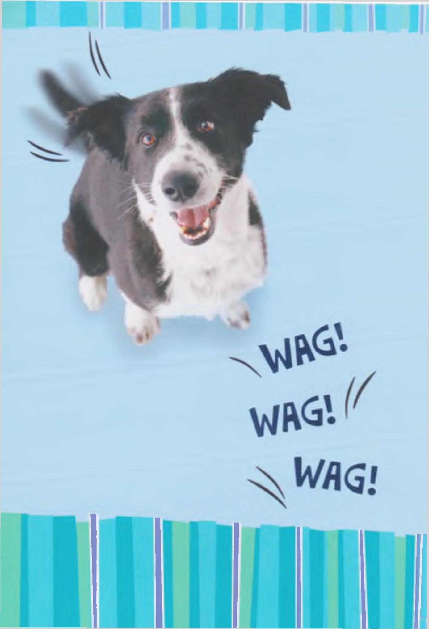 Hund wag wag wag.jpg